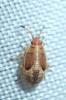 Kleidocerys sp.